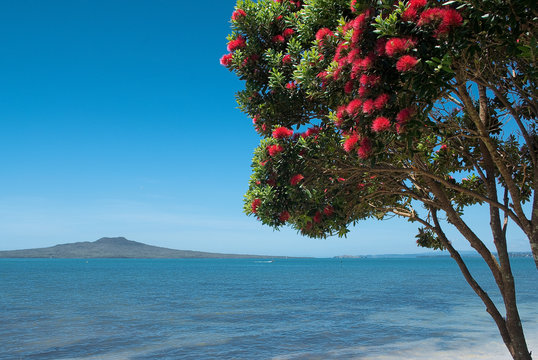 Rangitoto Island with pohutukawa tree in bloom .