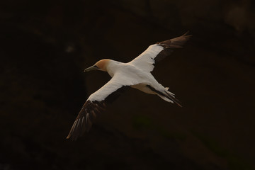 Gannet in flight.