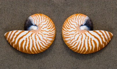 A Nautilus shell on the beach. The nautilus shell presents one of the finest natural examples of a logarithmic spiral. 
