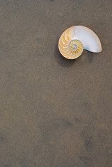 A Nautilus shell on the beach. The nautilus shell presents one of the finest natural examples of a...