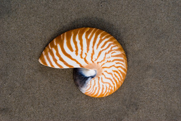 A Nautilus shell on the beach. The nautilus shell presents one of the finest natural examples of a...