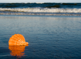 Scallop seashell on the beach with ocean surf in the background.
Off Center for copy space