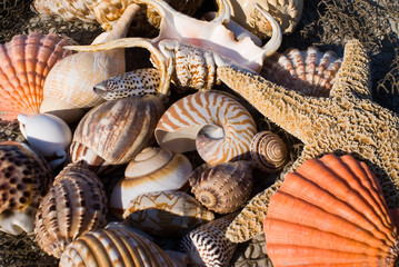 A mixture of different types of tropical seashells and a starfish on a net
