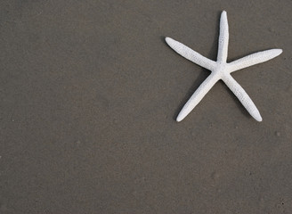Fototapeta na wymiar White starfish on wet sand beach. Off-center for copy space