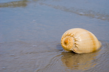 Harp shell on beach with ocean in background
Off center for copy space,