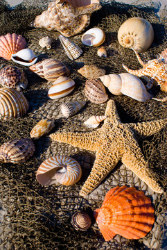 A mixture of different types of tropical seashells and a starfish on a net
