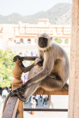 Monkey Staring at Tourists