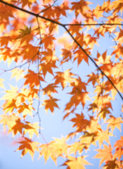 Abstract background of autumn leaves forest , shallow depth of focus..