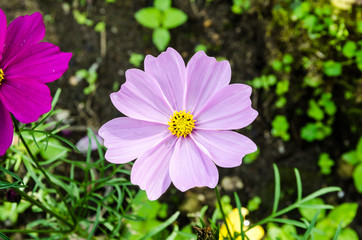 Close up beautiful flower in garden