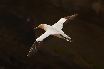Gannet in flight.