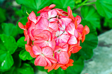 Close up beautiful flower in garden