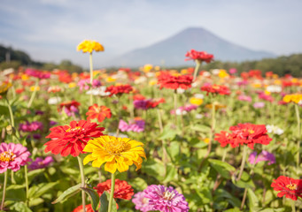 Obraz premium Field of cosmos flowers and Mountain Fuji in summer season at Yamanakako Hanano Miyako Koen