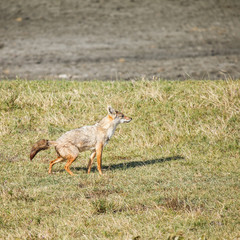 Golden jackal