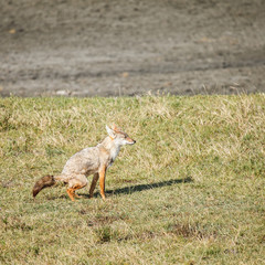 Golden jackal