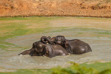 Fototapeta premium wild elephants