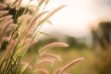 White grass light flare (Lalang grass).