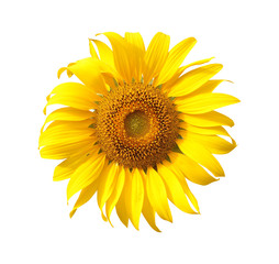 Sunflower isolated on white background.