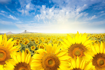 Field sunflower with flare light on the sun.
