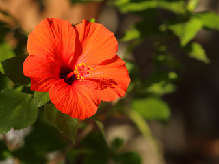 ハイビスカス　赤い花