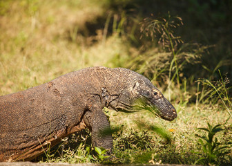 komodo dragon