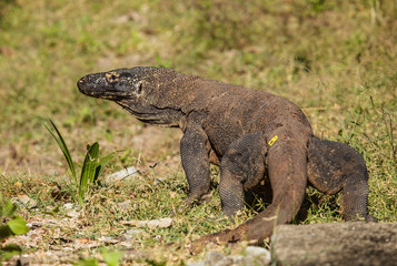 komodo dragon