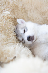 Cute siberian husky puppy sleeping
