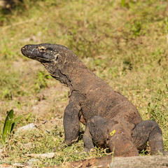 komodo dragon
