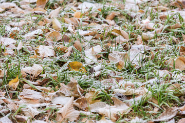 the first autumn frost