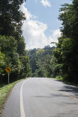 The road in the forest