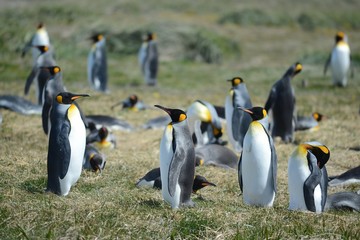 Fototapeta premium King penguins on the Bay of Inutil.