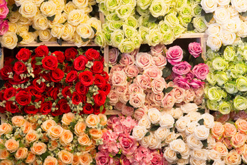  image of beautiful   colorful roses background