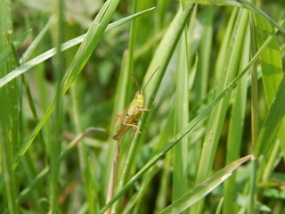 Grashüpfer