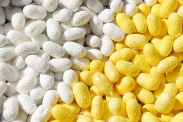 Two species of white cocoon, gold and silver as a raw material f