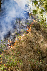 Wildfire and smoke burning grass