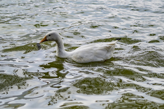 White duck in water during evening time