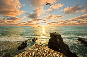 Sunset over Muriwai Beach and Gannet Colony