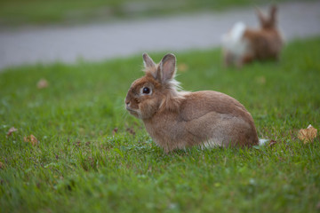 Hase
Langohrhase
Hase im Feld
Hasen
Häschen
Natur
Schlappohren
Tierfotografie
