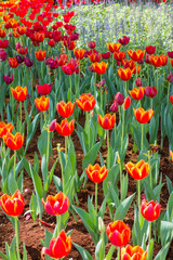 Fototapeta premium Orange tulip