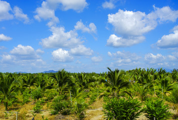 Fototapeta na wymiar Field of tall grass surrounded by coconut trees with beautiful b