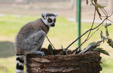 モンキー　サル