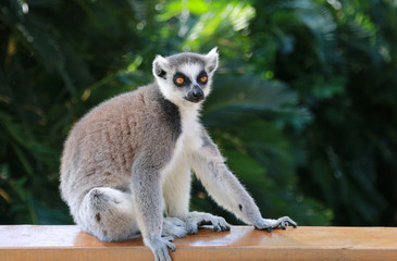 モンキー　サル