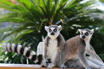 モンキー　サル