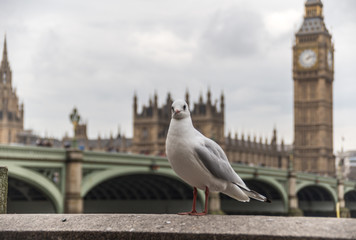 Westminster seagull