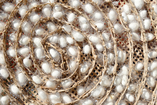Two species of white cocoon, gold and silver as a raw material f