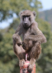 モンキー　サル