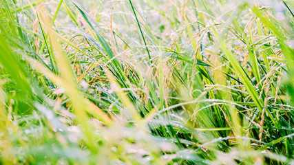 Blurred paddy rice field with bokeh and filtered color in the mo