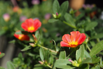 Obraz premium Common Purslane or Pigweed in red closeup