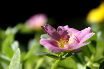 Fototapeta premium Common Purslane or Pigweed in pink closeup