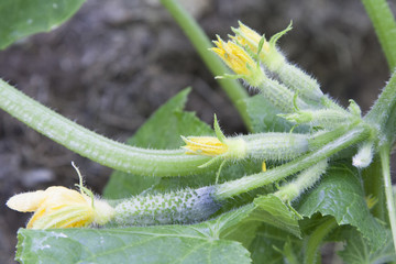 Cucumbers