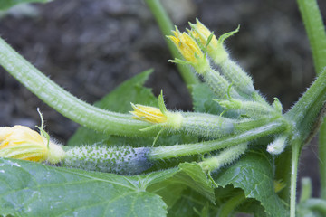 Cucumbers